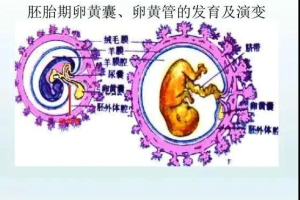 卵黄囊