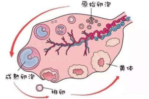 优势卵泡