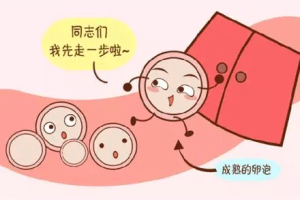 自然排卵周期