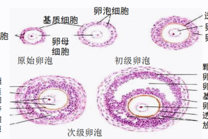卵泡发育