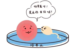 人工授精和试管婴儿区别